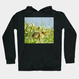 Baby gosling, Canadian Geese, wildlife gifts Hoodie